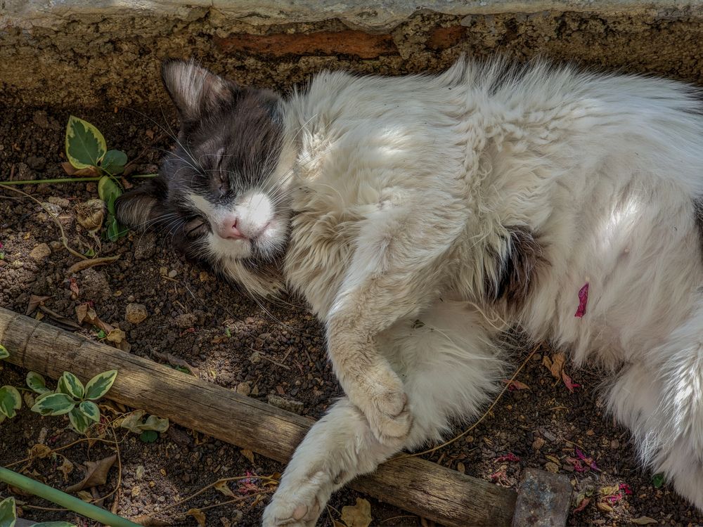 My dirty cat