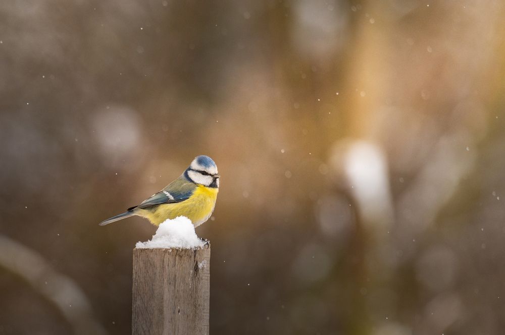 Photograph by Рамзан Давлетмирзаев