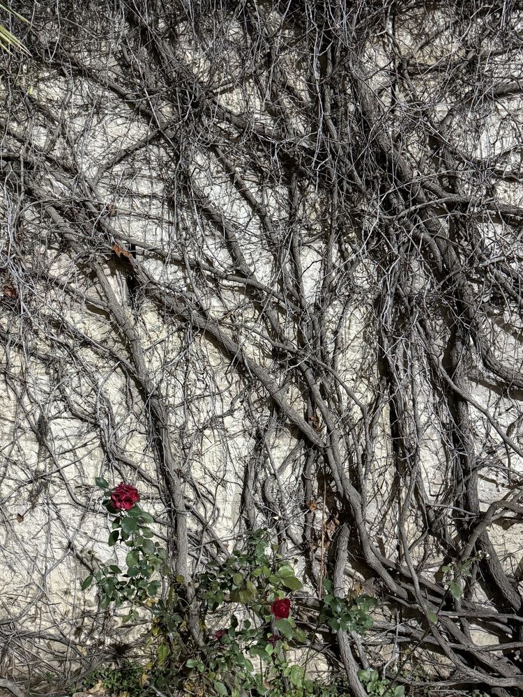 Photograph by Алла Киселева