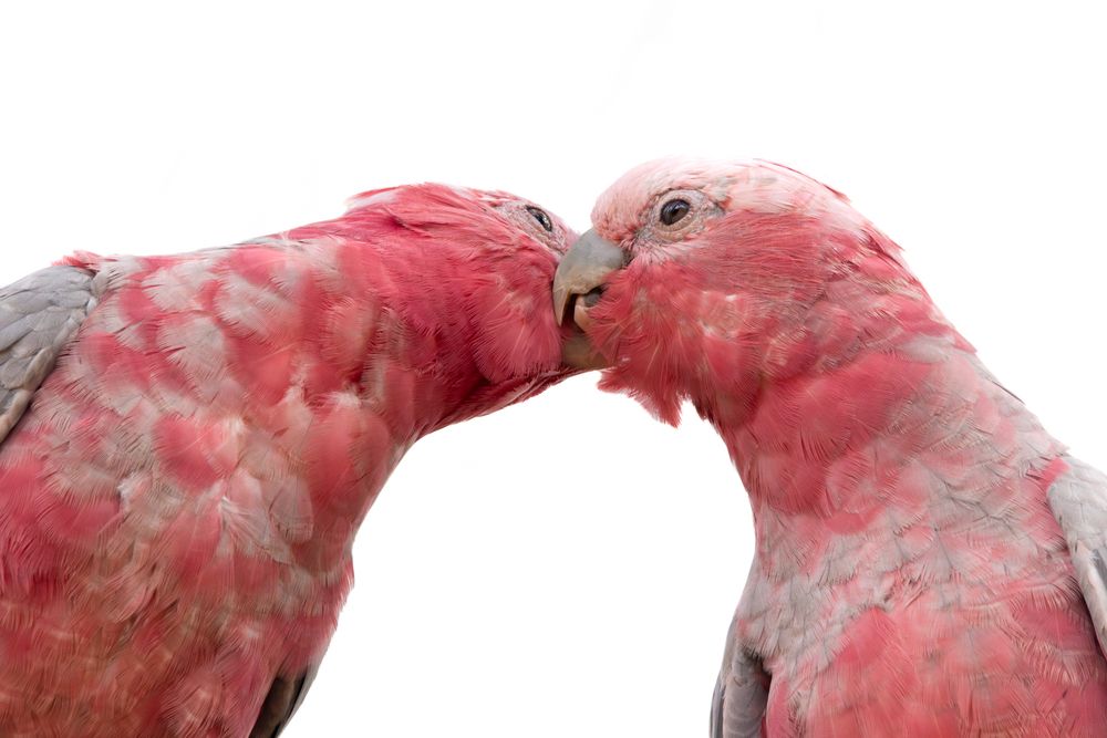 Фотография автора Ishaan Shrimali