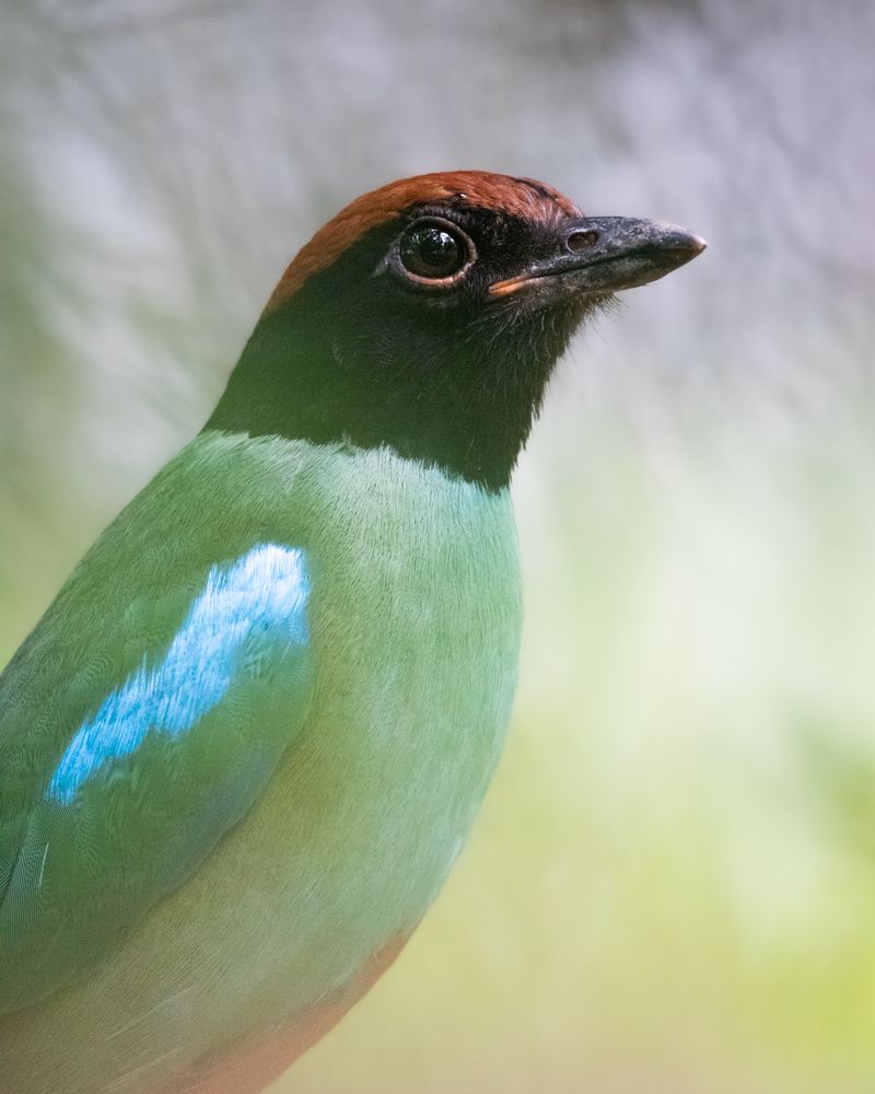 Фотография автора Ishaan Shrimali