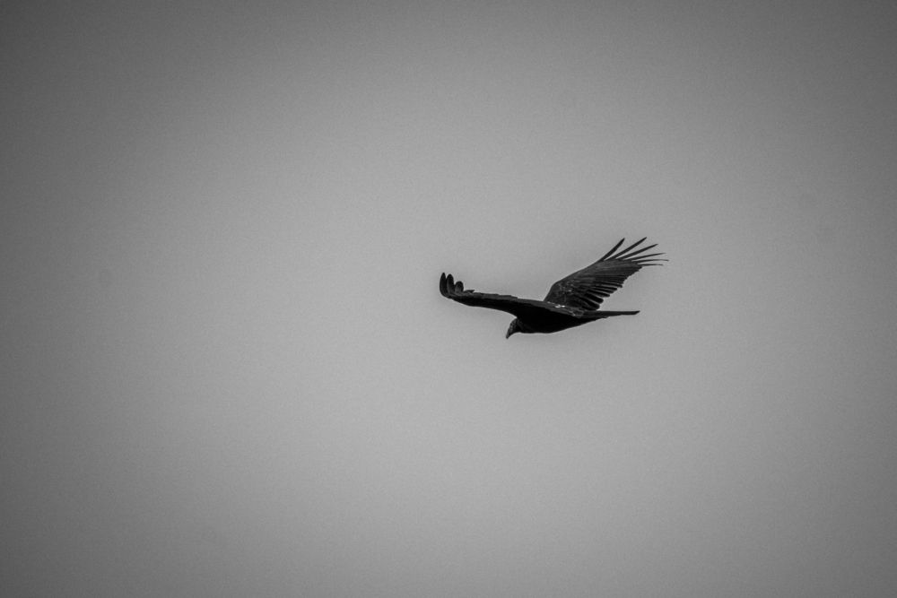 Фотография автора Mauricio Santiago Boulogne