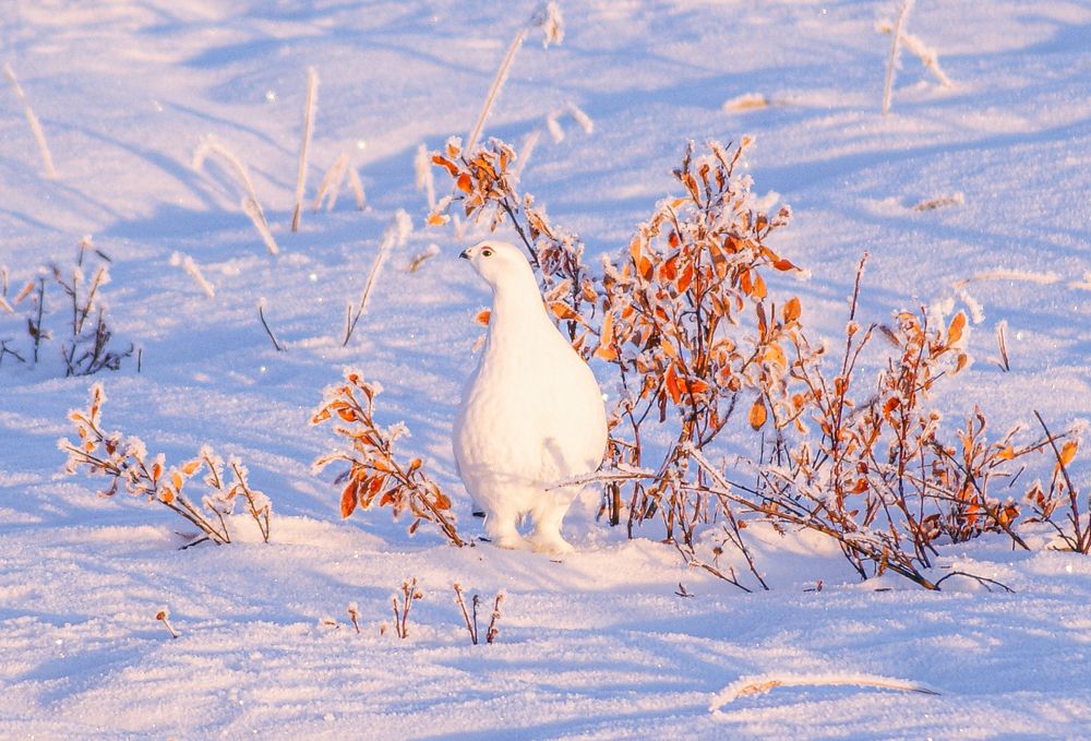 В поисках пропитания
