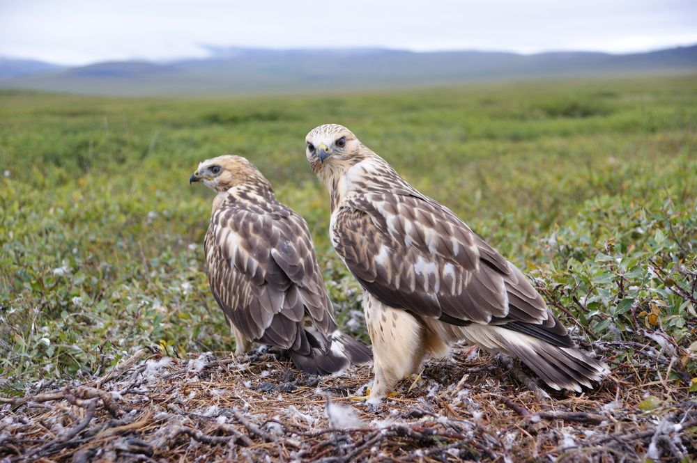 Канюки в гнезде