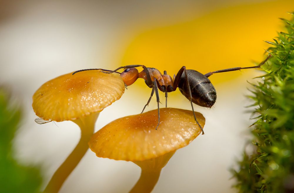 The ant is hunting for aphids.