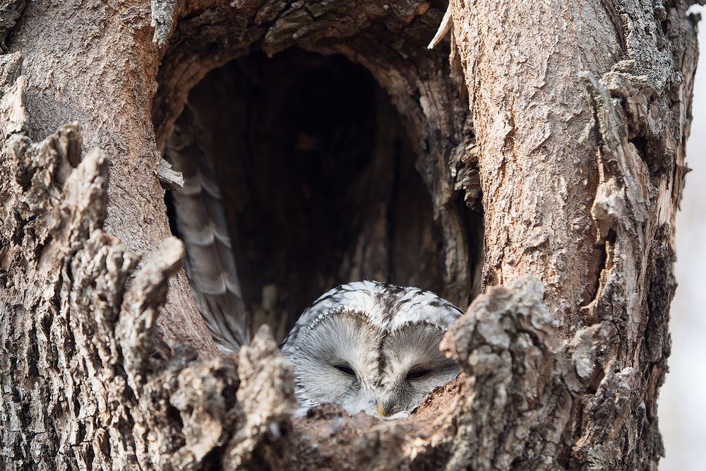 Photograph by Кочкин Владимир