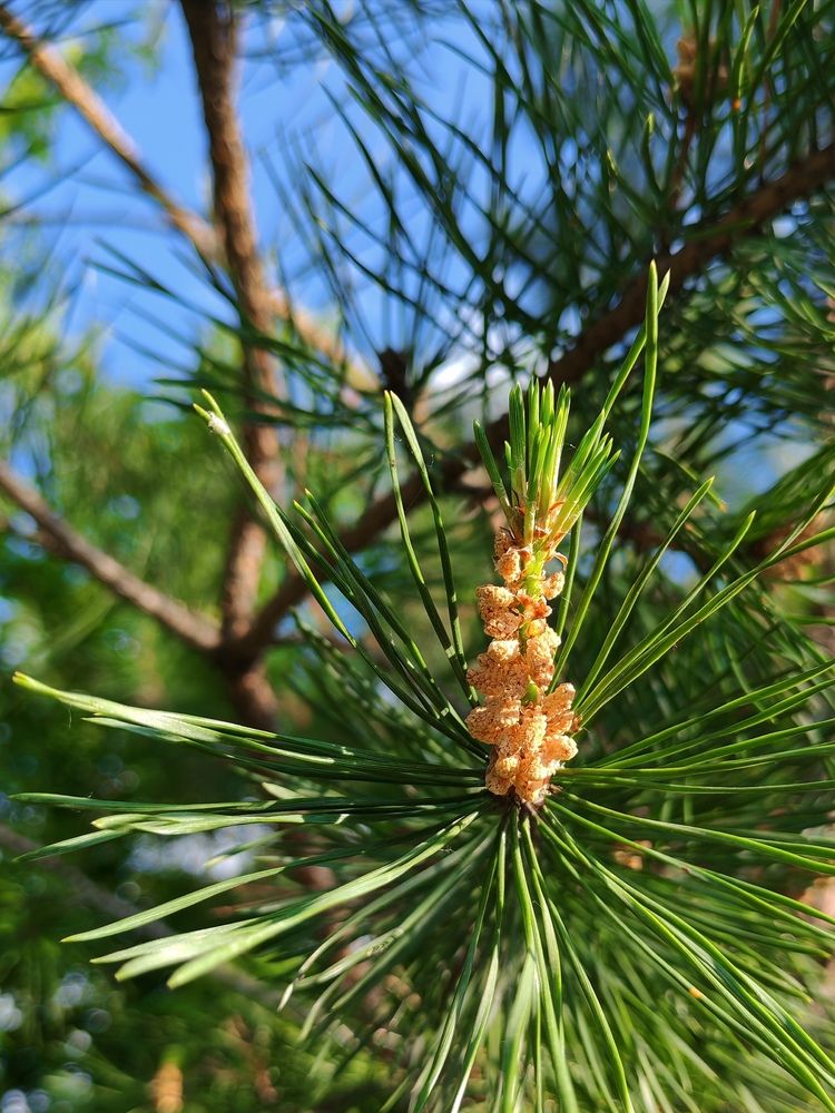 Photograph by Альбина Майкова