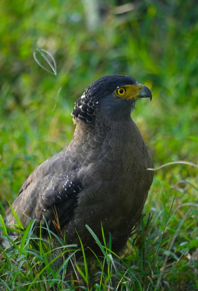 Фотография автора SARAVANA MANICKAM