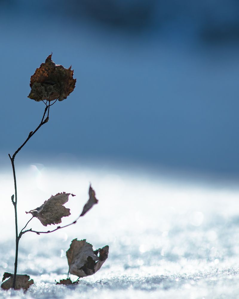 Photo #13149954