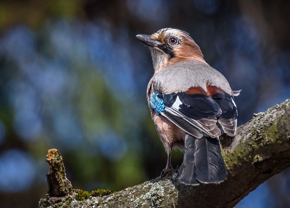 Зарисовка с сойкой