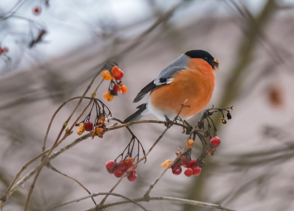 Зарисовка со снегирем