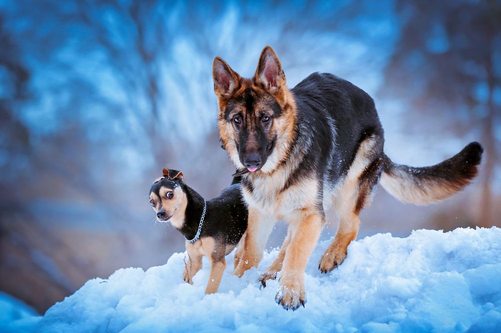 Нас не догонишь...