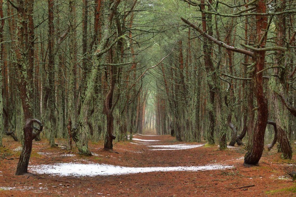 Царство малахитовых сосен