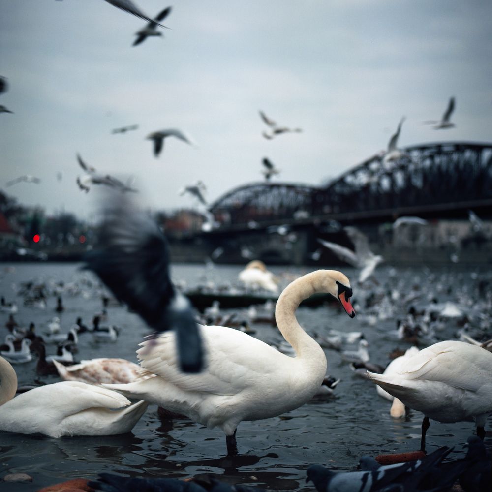 Пражские птицы