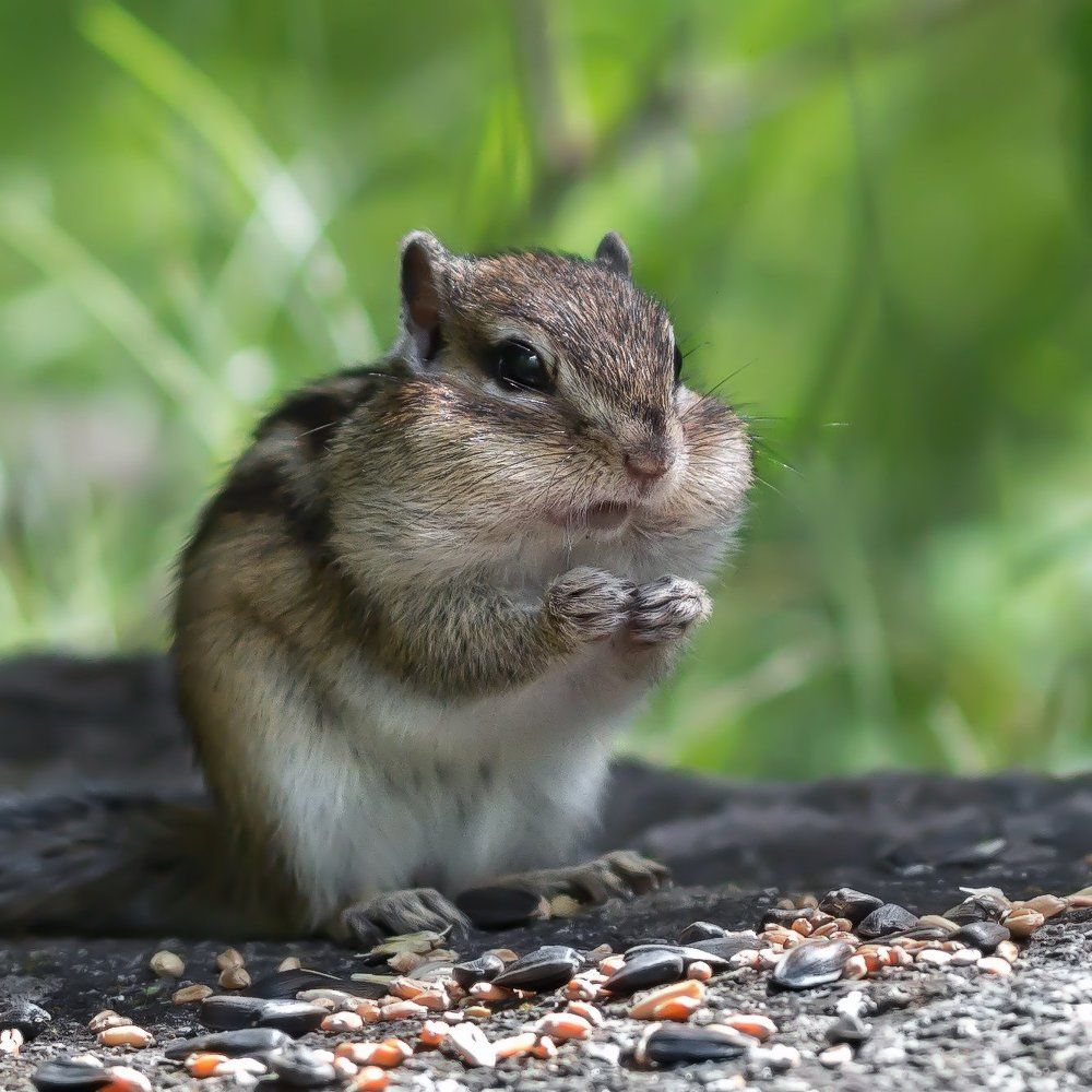 Запасливый бурундук