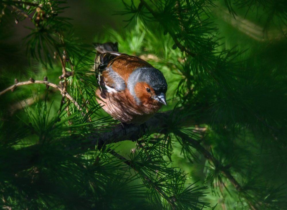 Зарисовка с зябликом