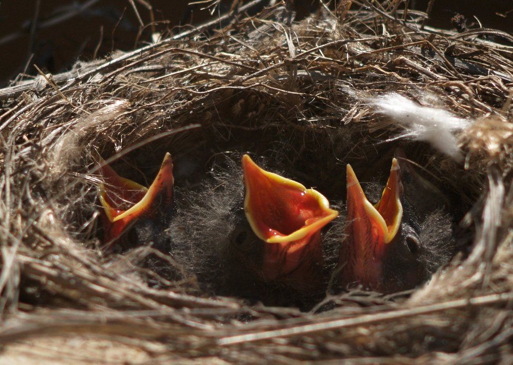 птенцы трясогузки