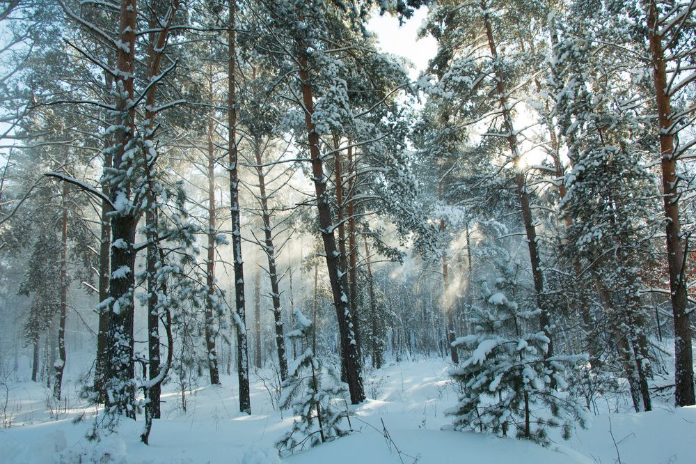 Фотография автора Николай Носов