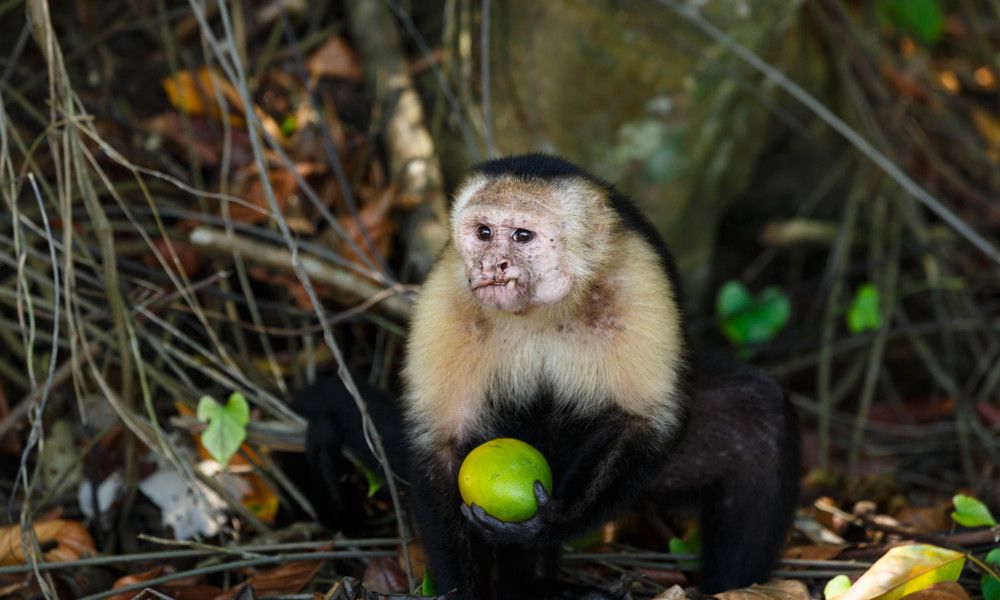 Есть или не есть???