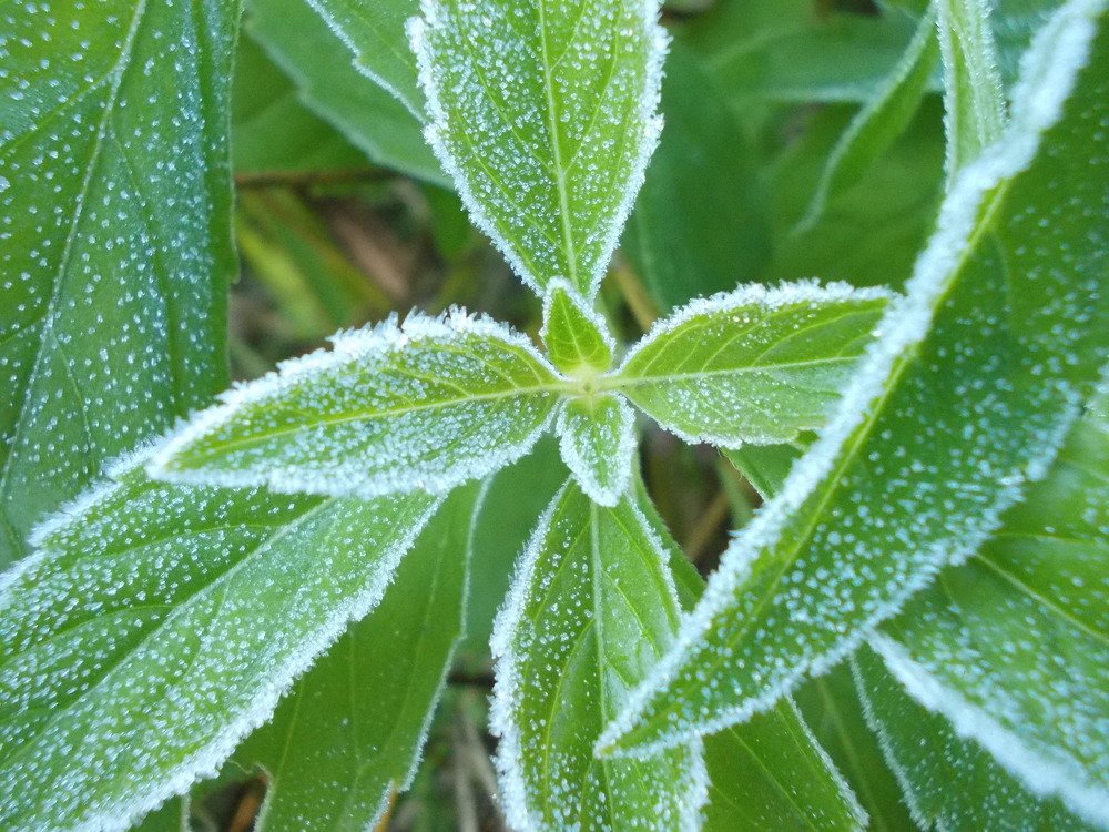 Мороженая мята