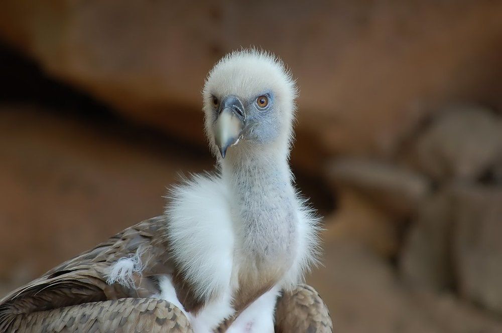 Красивое манто!