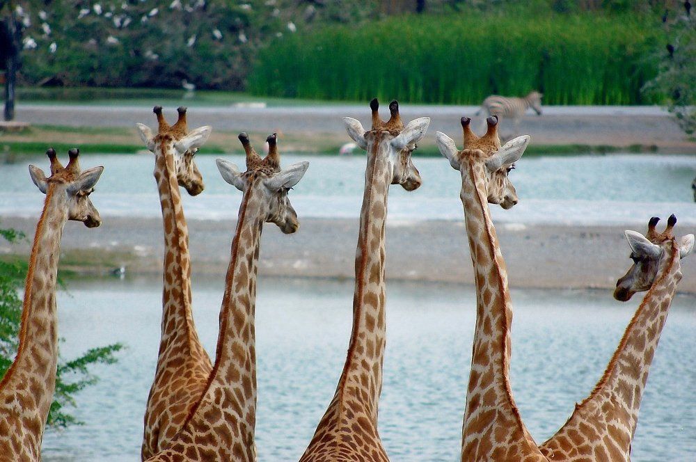 "Змей Жирафыч"