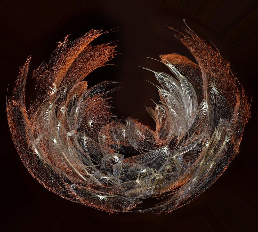 Крылья из одуванчика