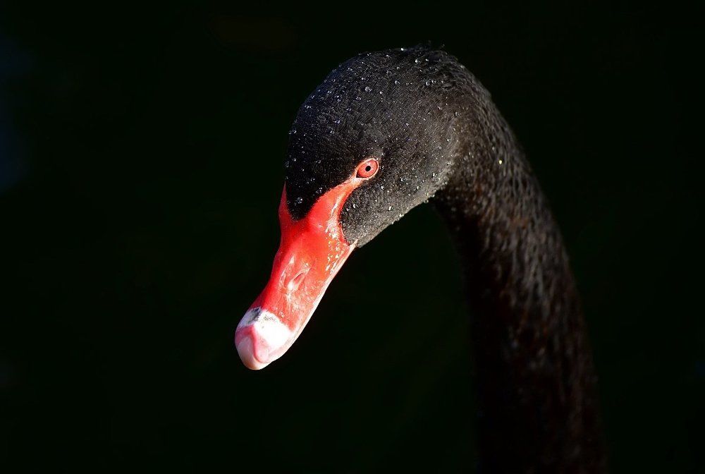 Чёрный лебедь