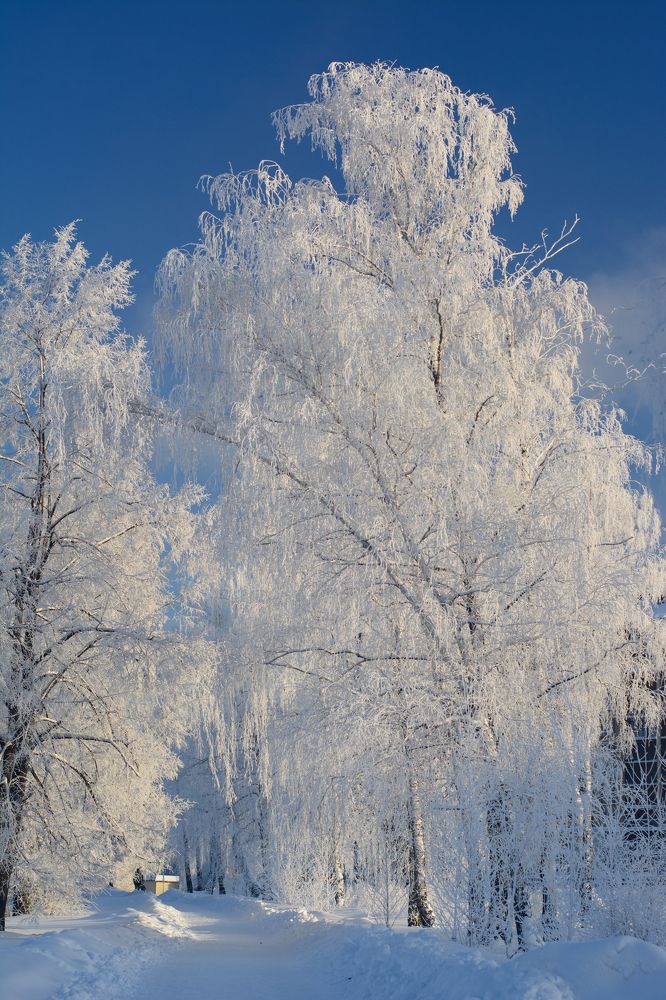 Белоснежная красота