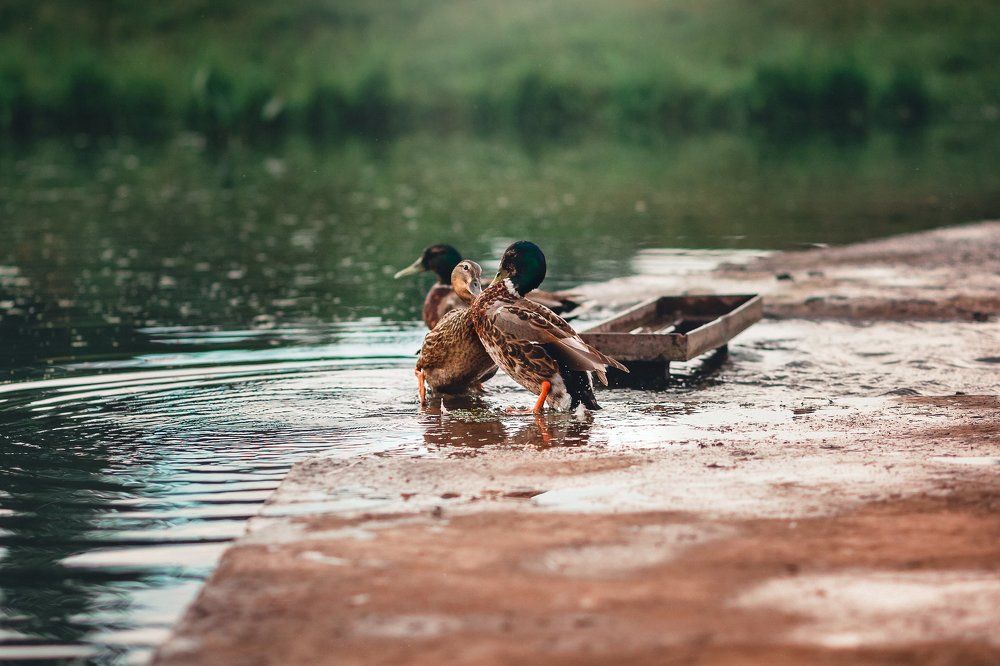 Дикая любовь