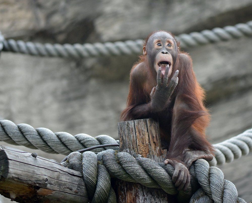 "Мадам, же не манж па сис жур"!