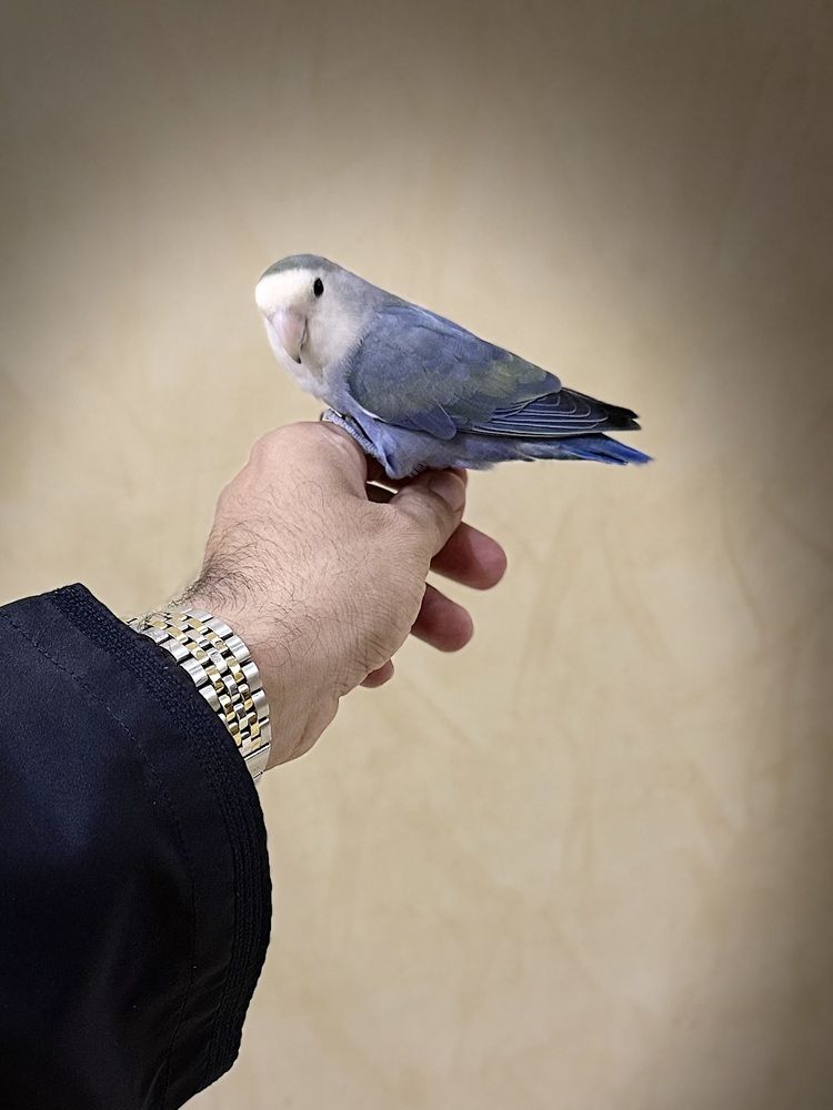Photograph by Waleed Yousuf Alwahaibi