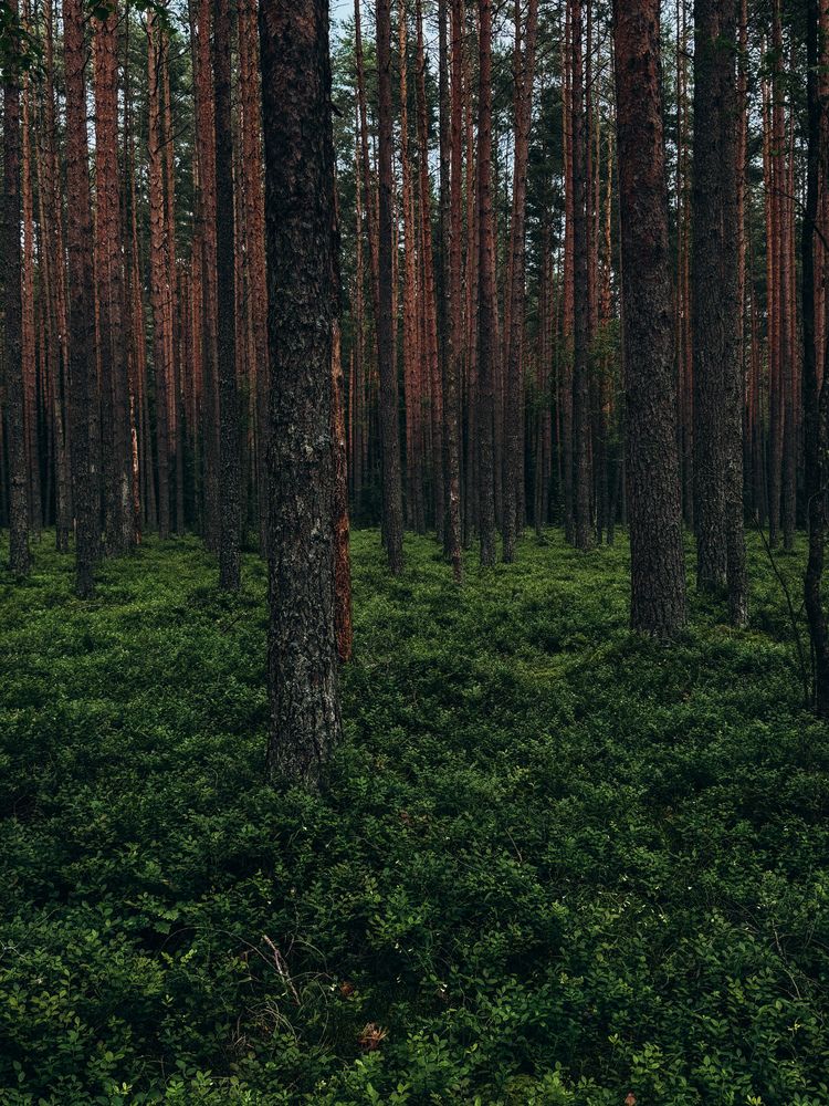 Photograph by Александра Кишикова