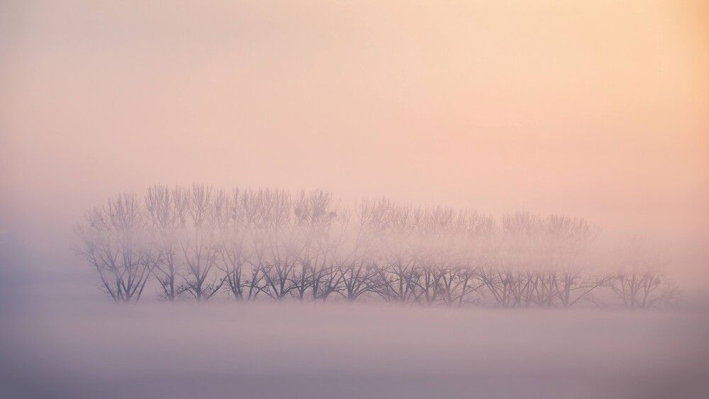 Trees