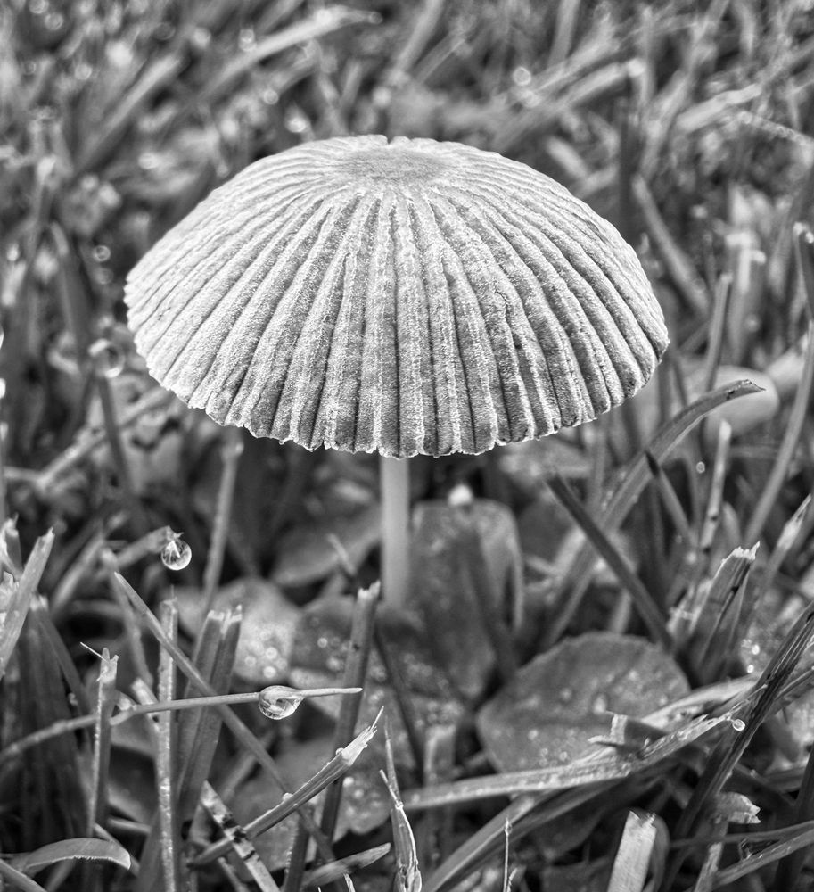 Umbrella
