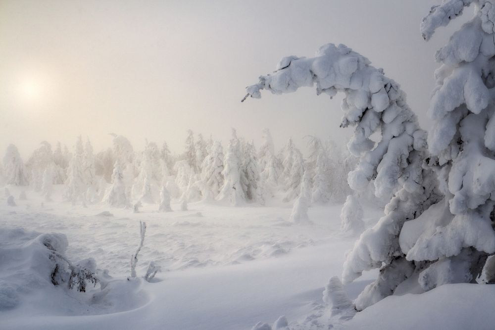 Зимний лес в тумане