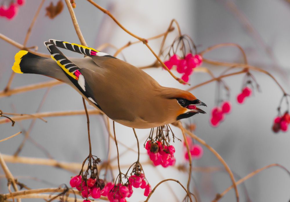 Красавец свиристель