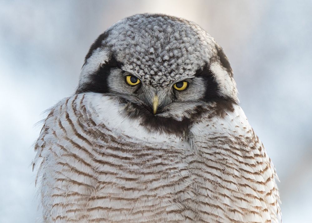 Фотография автора Большаков Алексей