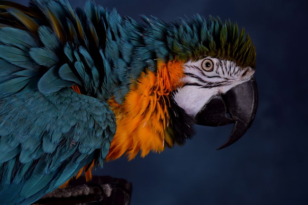 Photograph by Regina Belomytseva-Dahan