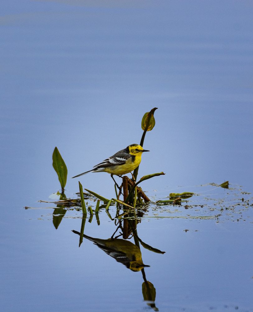 Желтая трясогузка