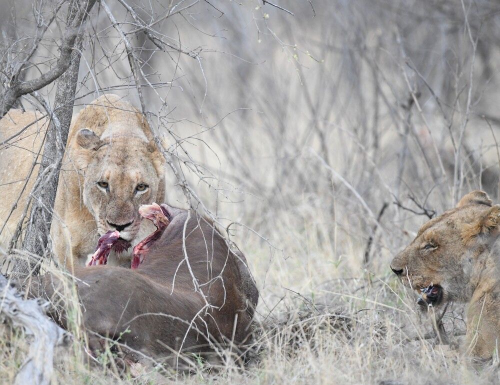 Photograph by Timothy John Struwig