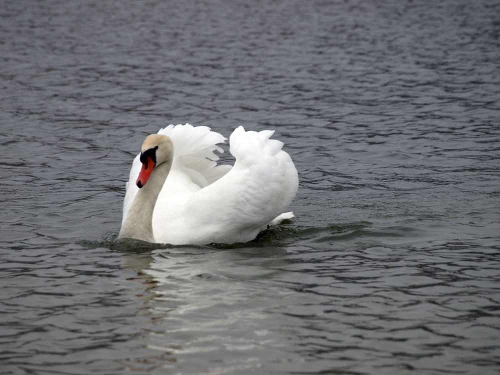 Photo #13151456