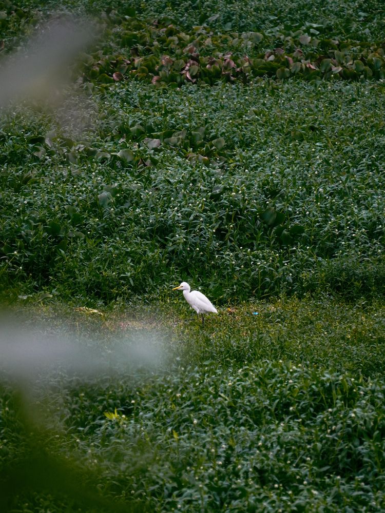 Egret in its natural habitat