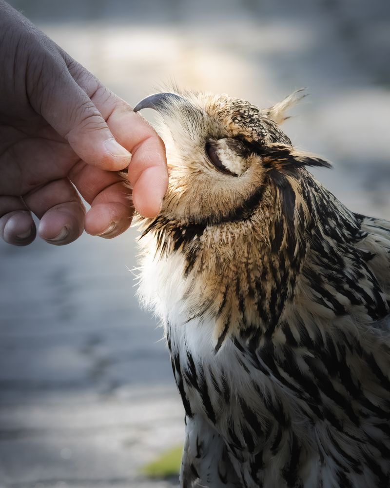 Photograph by KOHAGI