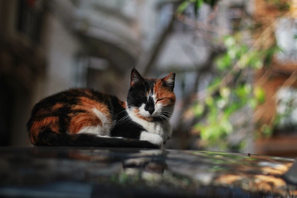 Photograph by Sedat Gökçay