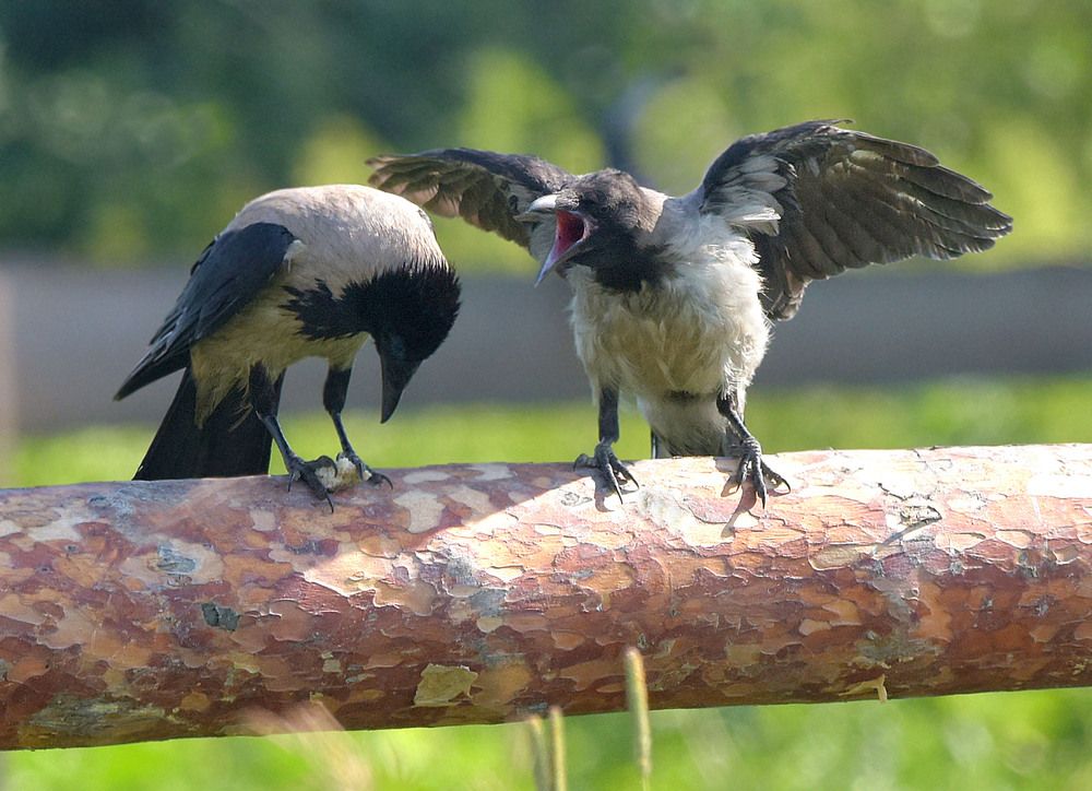 Photograph by Михаил Белоусов