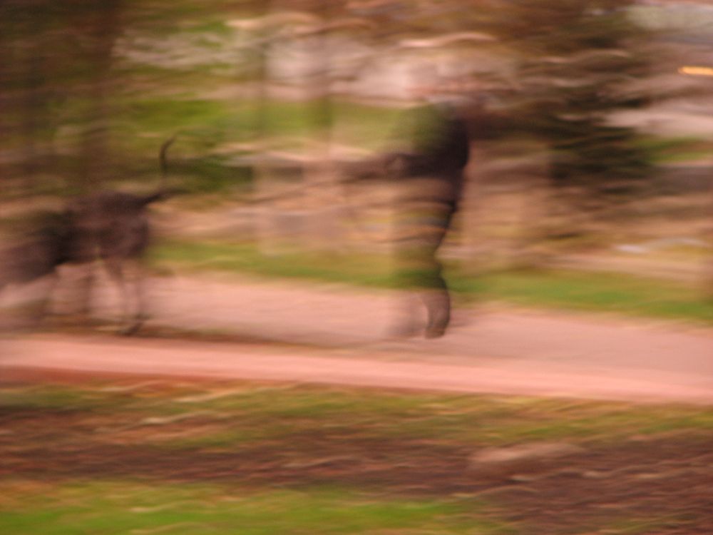 Фотография автора Vera Eremeeva