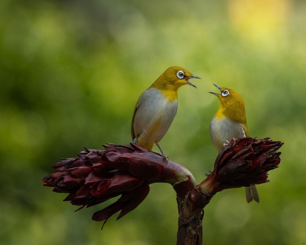 Photograph by Prabhat Ghosh