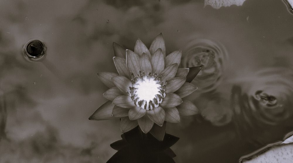 Photograph by Ambewadikar sourabh
