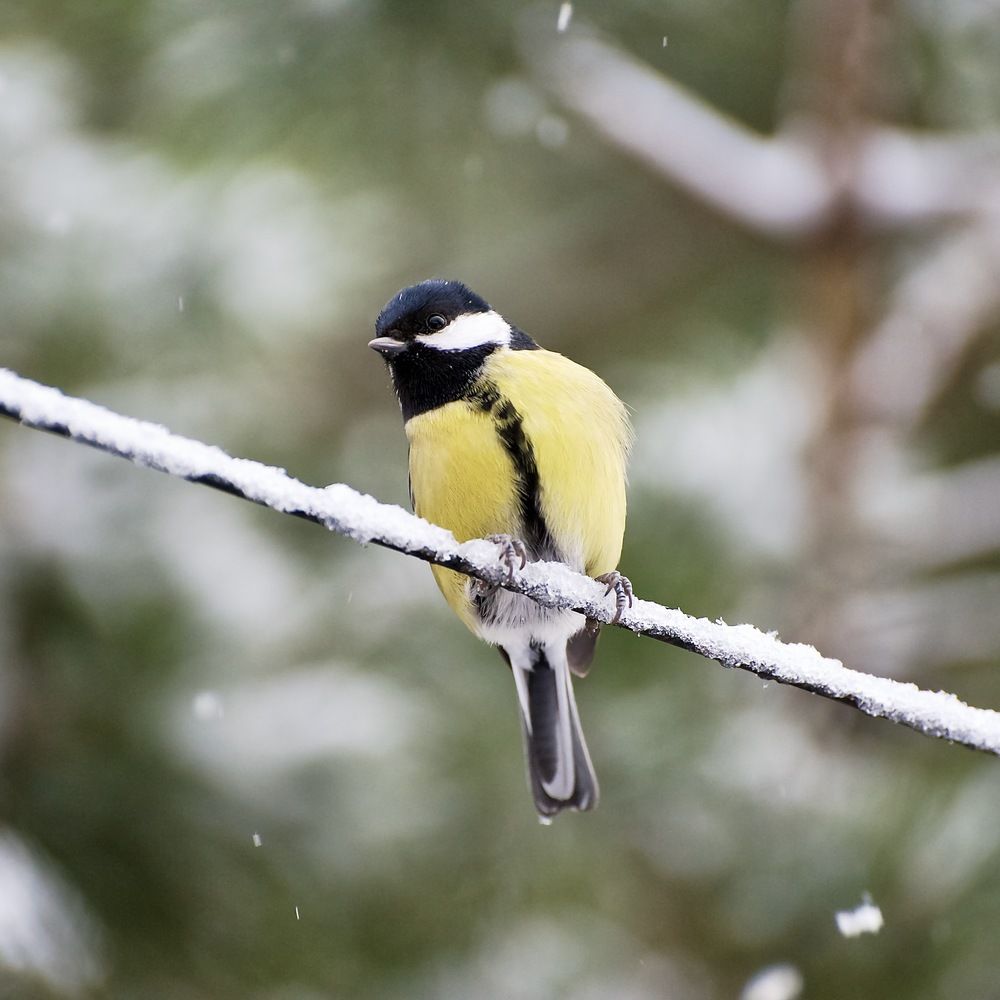 Photograph by Сергей Мур